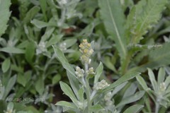 Gnaphalium indicum